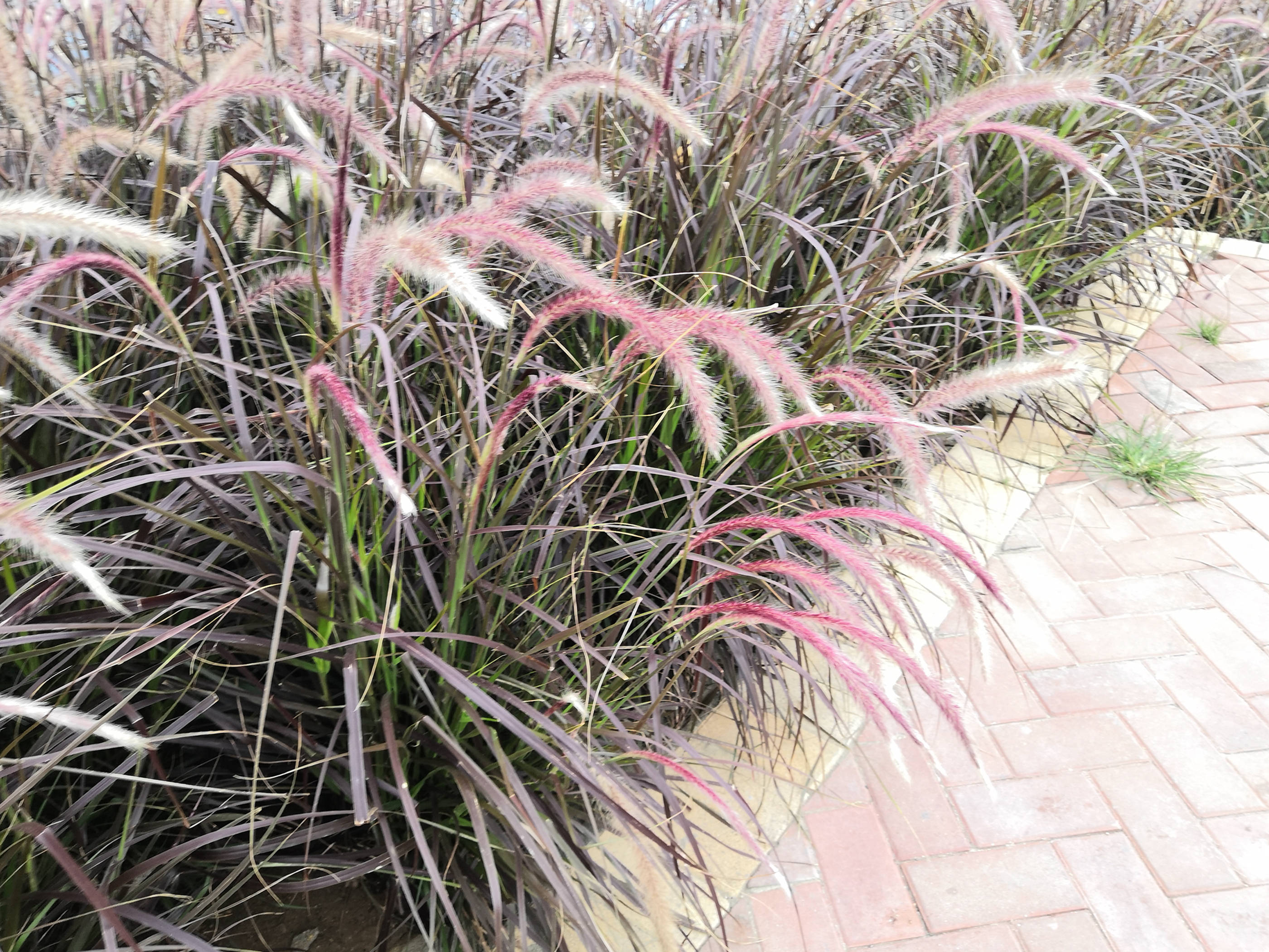 我见到的山东本土植物和园林栽培植物(186)牧地狼尾草