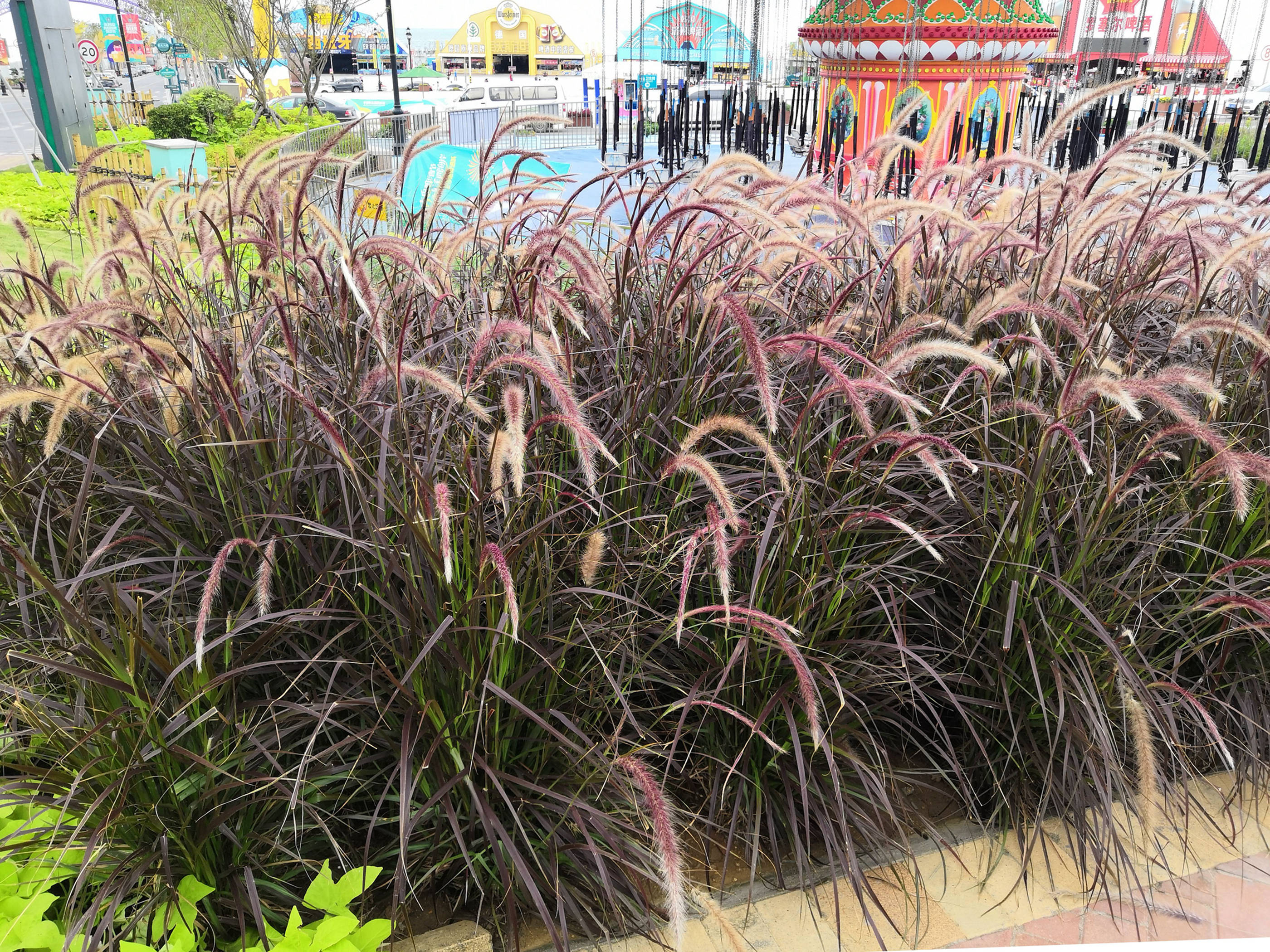 我见到的山东本土植物和园林栽培植物(186)牧地狼尾草