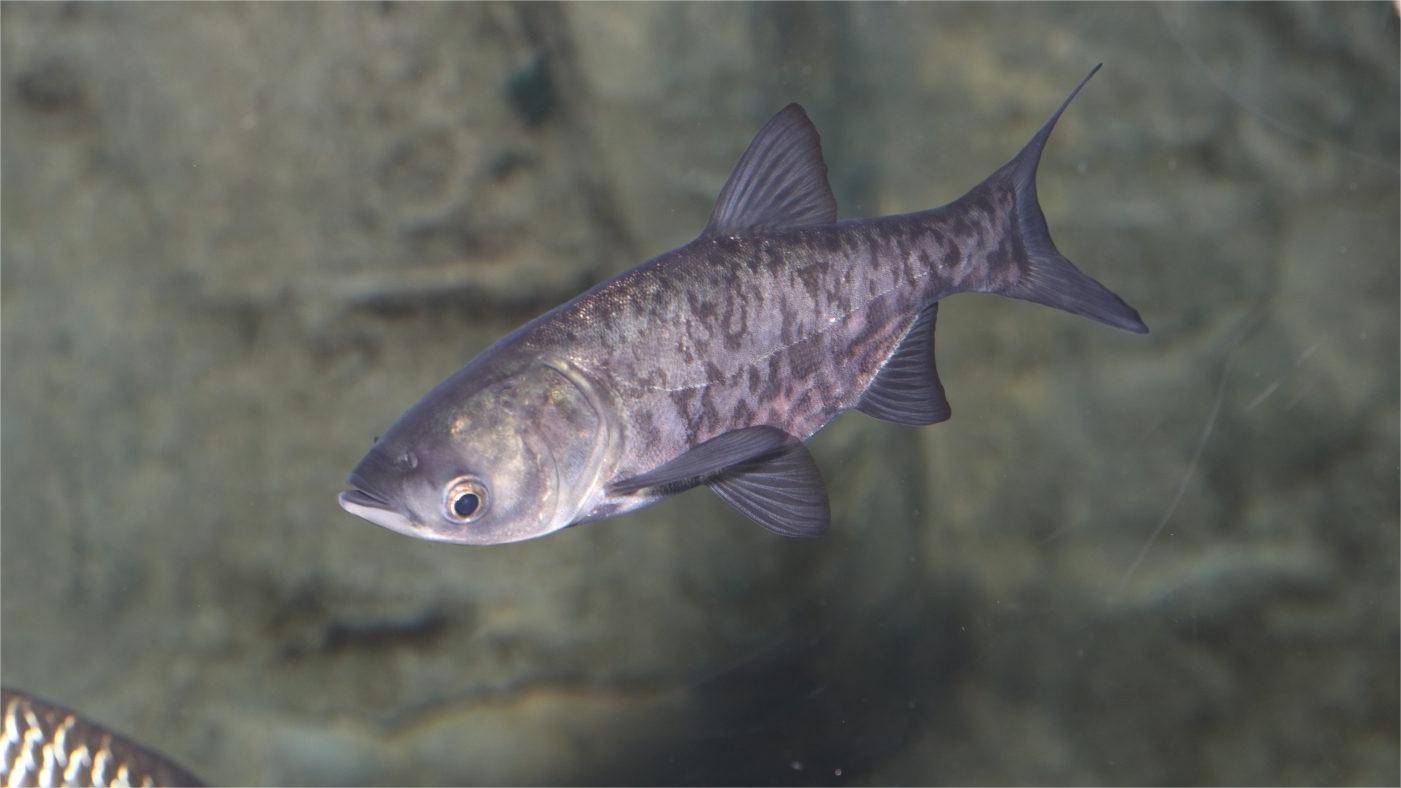 花鲢鱼苗喂什么饲料长得快?健康高产就用它