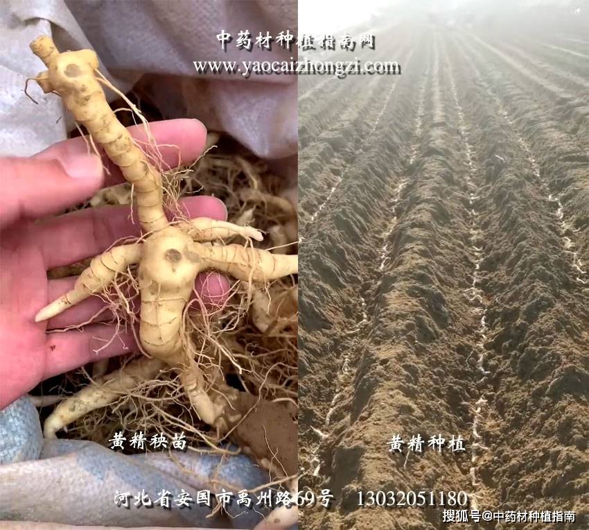 中药材种植发展品种之——黄精畅销价高_种子_市场_秧苗