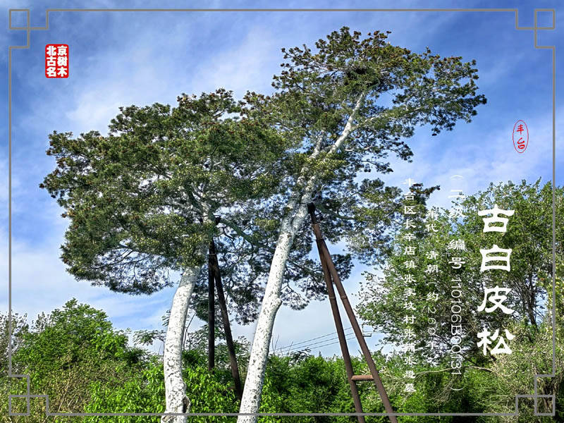 七年前白皮松旁边还有两棵枯死的古油松,还钉着2007年版古树标牌,看看