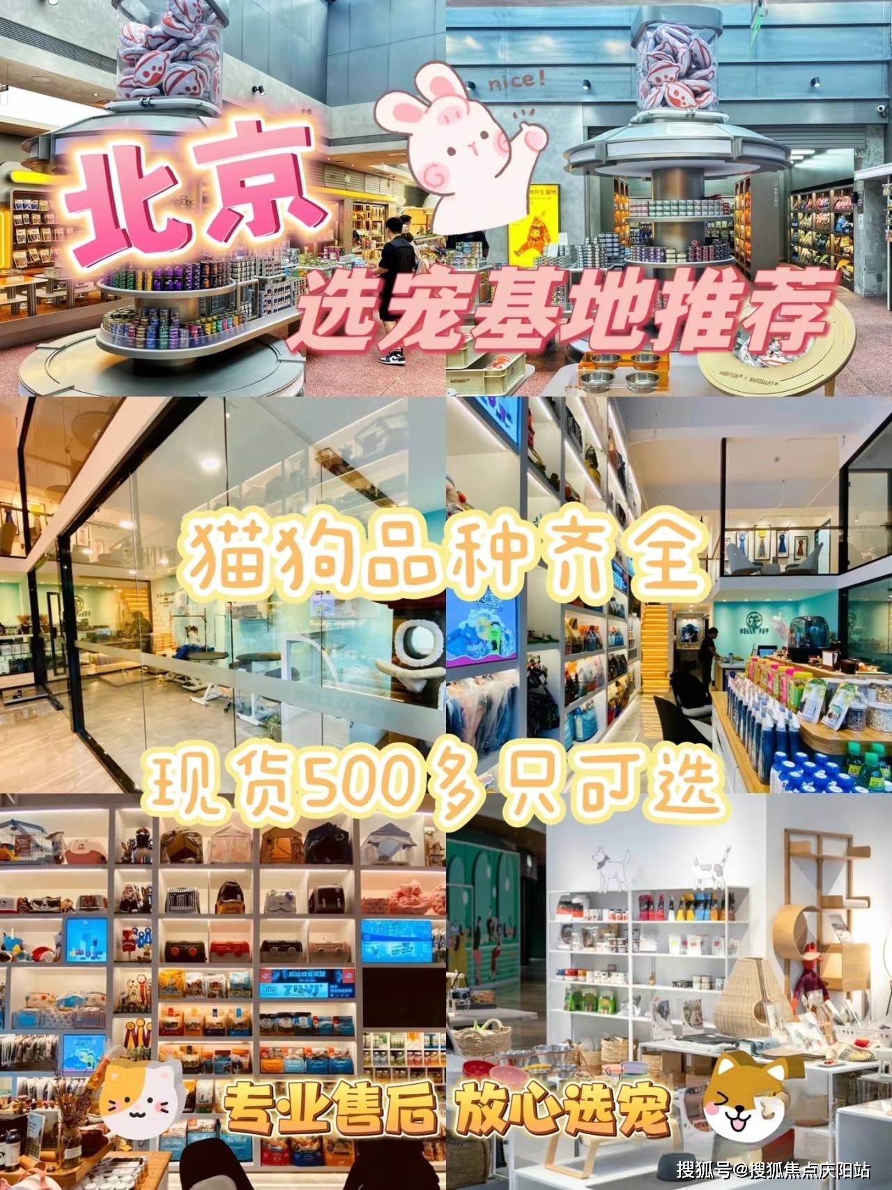 北京朝阳区泰迪犬多少钱一只?这里买泰迪犬更具性价比,便宜又好看