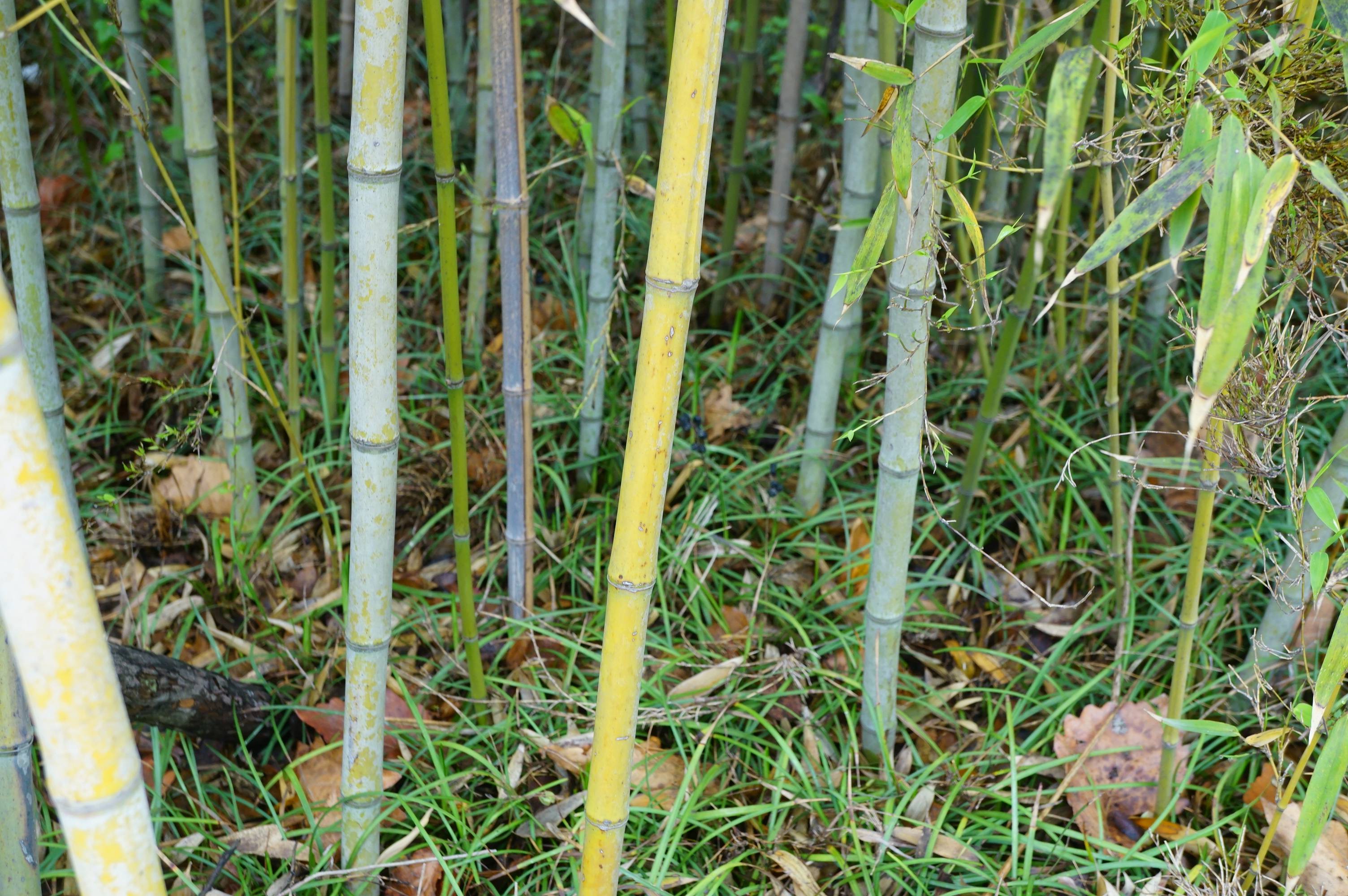 我见到的山东本土植物和园林栽培植物(198)黄竿京竹(栽培)_线条_条纹_叶片