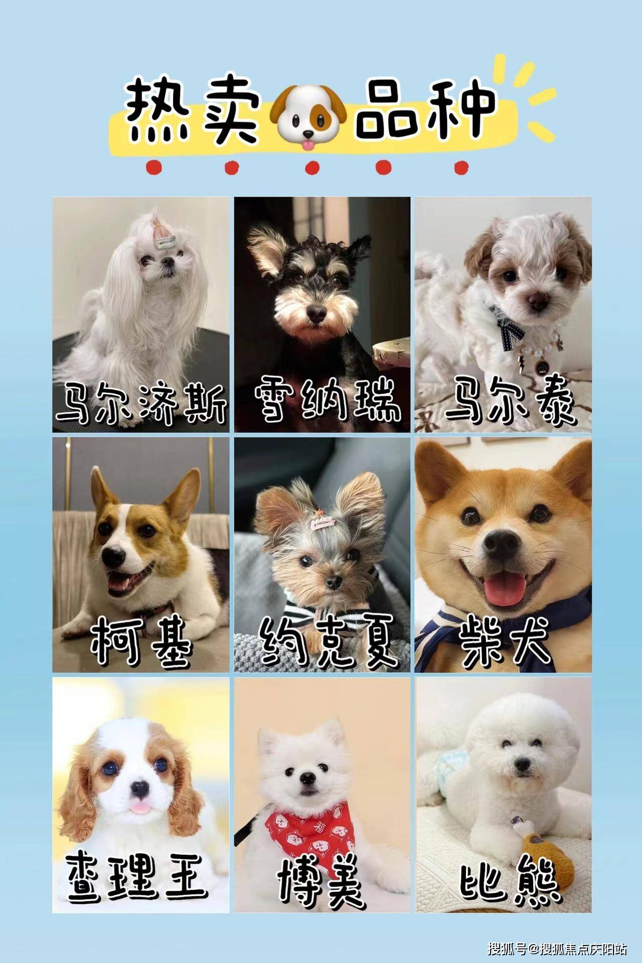 合肥蜀山区买泰迪犬多少钱一只【合肥福安家猫犬舍】欢迎您