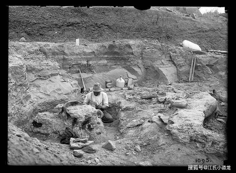 化石_历史博物馆_布朗