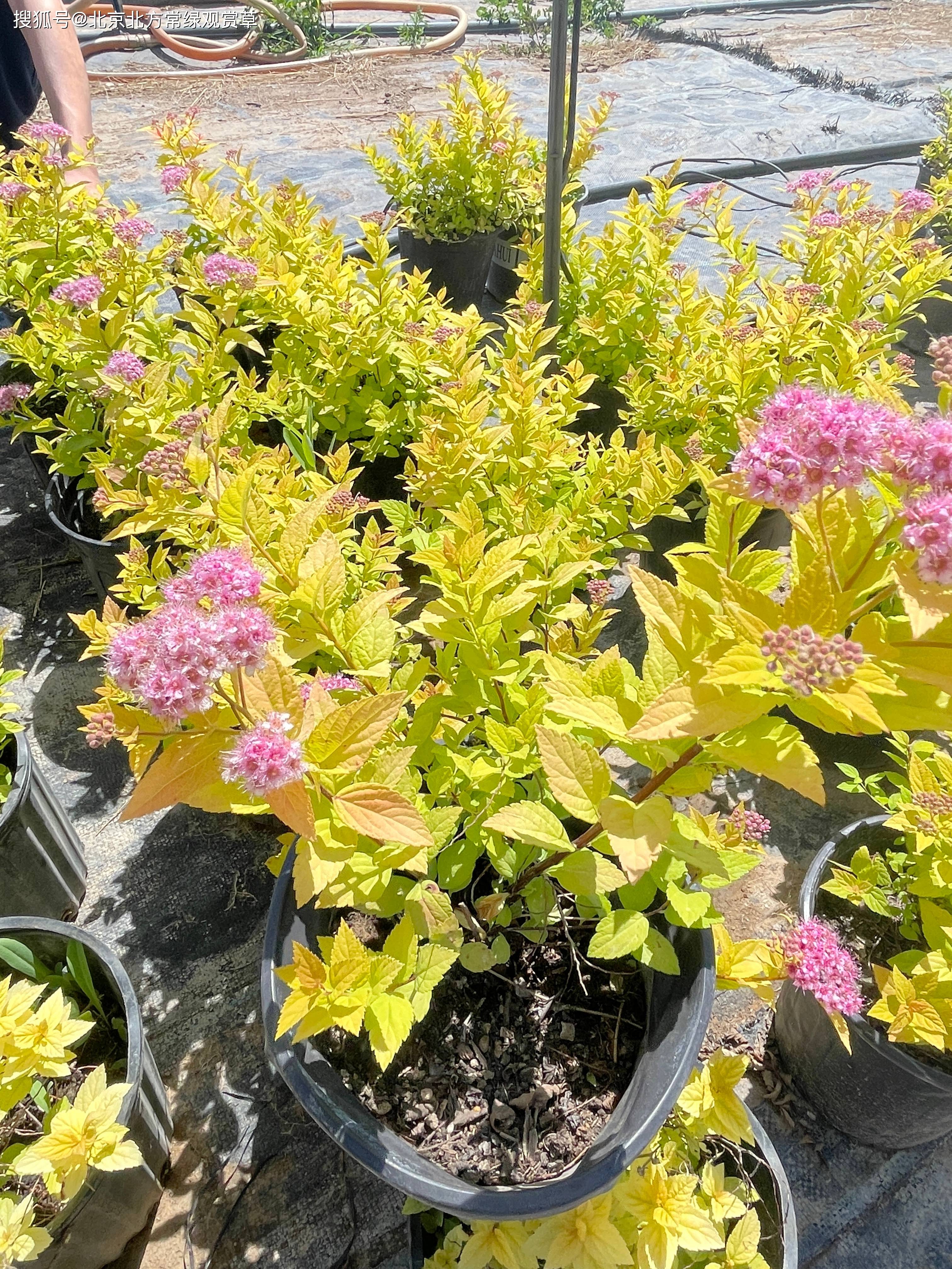 金山绣线菊和金焰绣线菊有什么区别,是同一种植物吗?