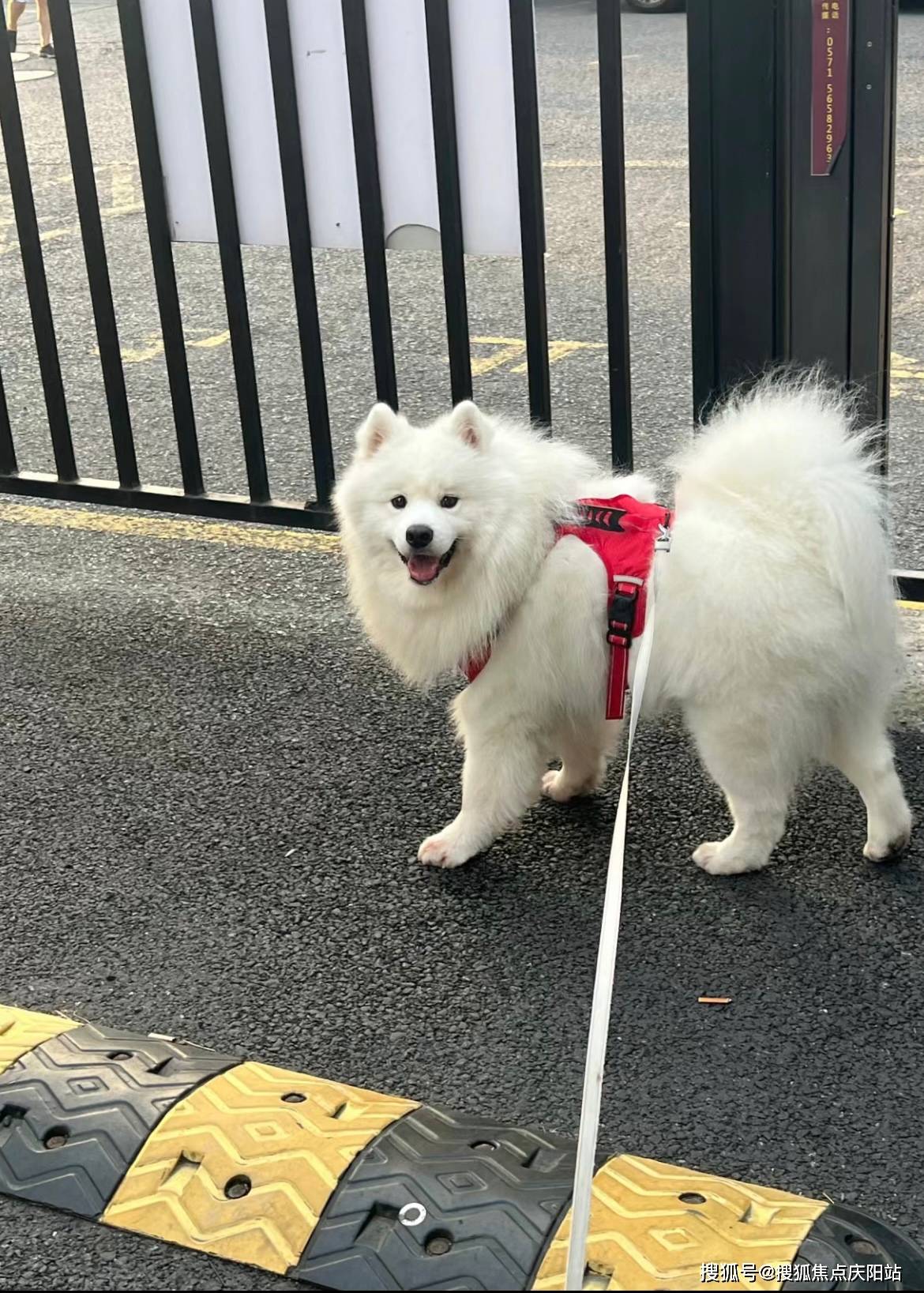 长沙买萨摩耶犬首页网站(长沙芙蓉区)哪家宠物店买萨摩耶犬比较纯