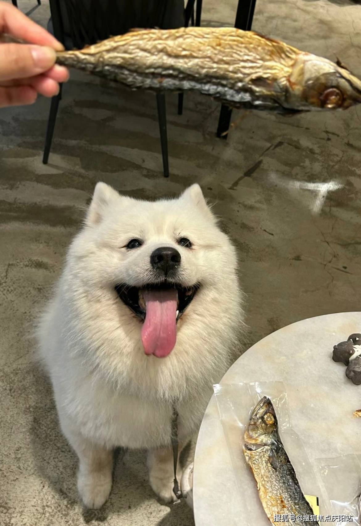 杭州买萨摩耶犬首页网站(杭州萧山区)买萨摩耶犬哪里比较安全