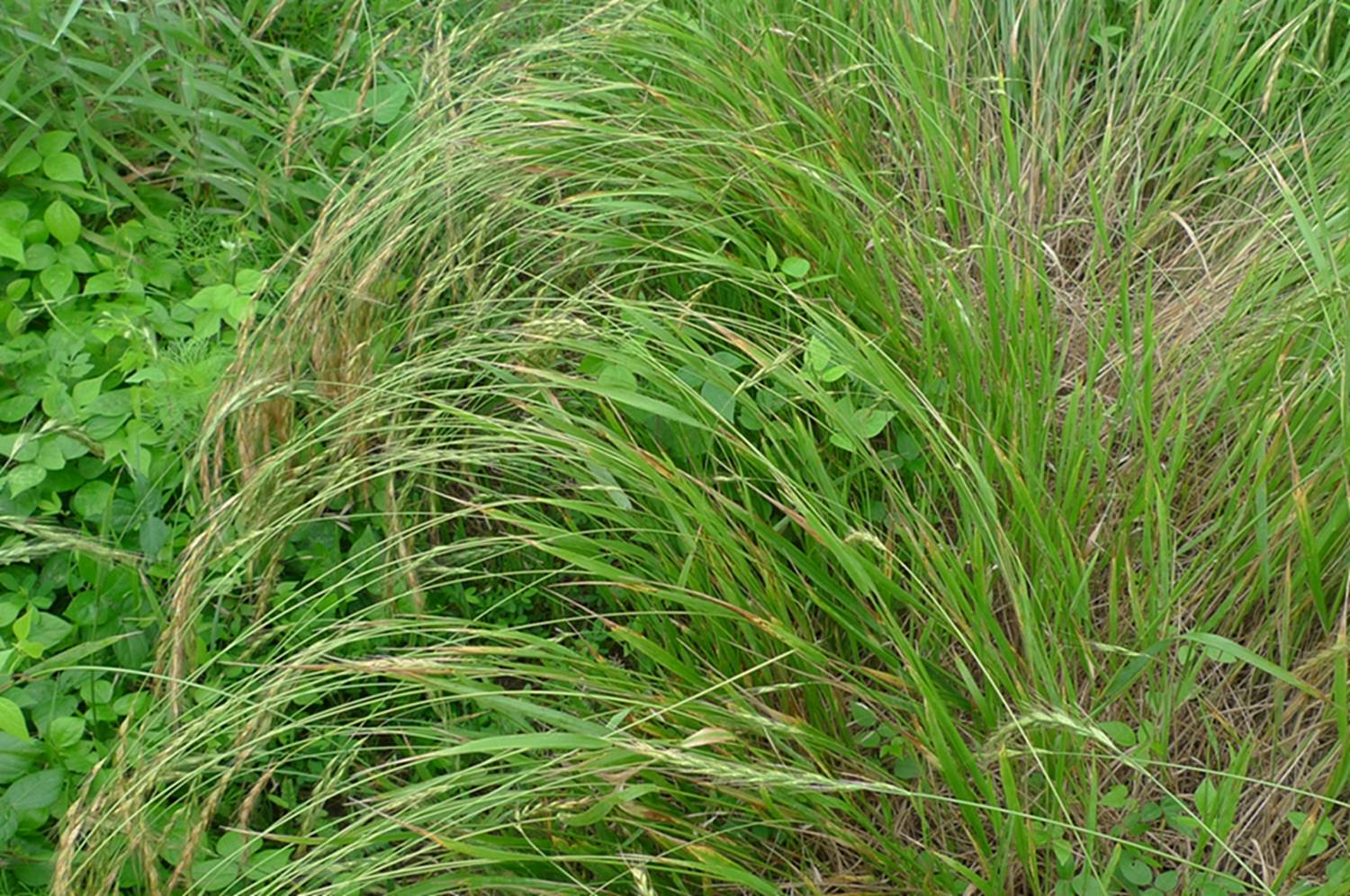 我见到的山东本土植物和园林栽培植物(176)东瀛鹅观草