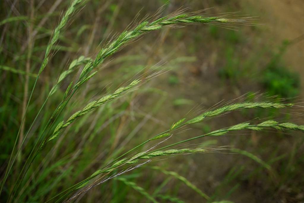 我见到的山东本土植物和园林栽培植物(176)东瀛鹅观草