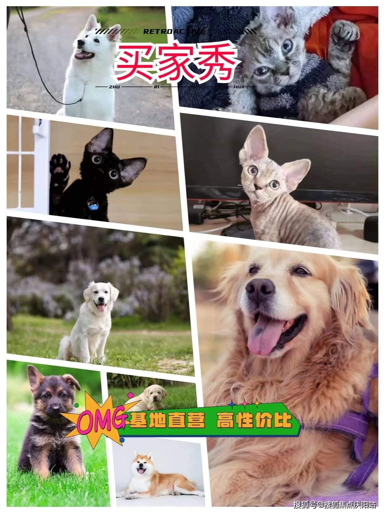 湖州买萨摩耶犬首页网站(湖州吴兴区)哪里有萨摩耶犬卖