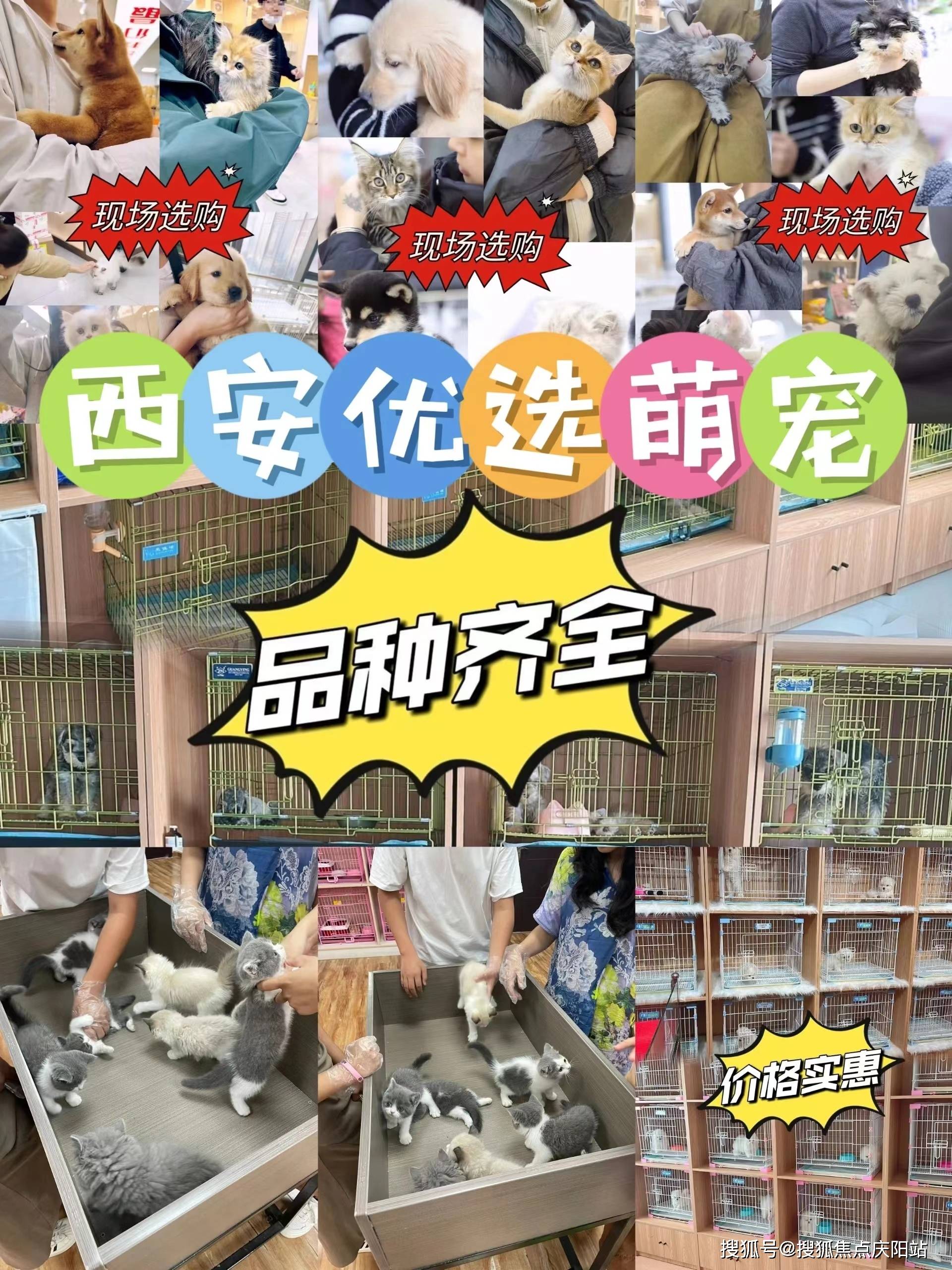 西安未央区哪里有萨摩耶犬出售【西安福安家猫犬舍】欢迎您