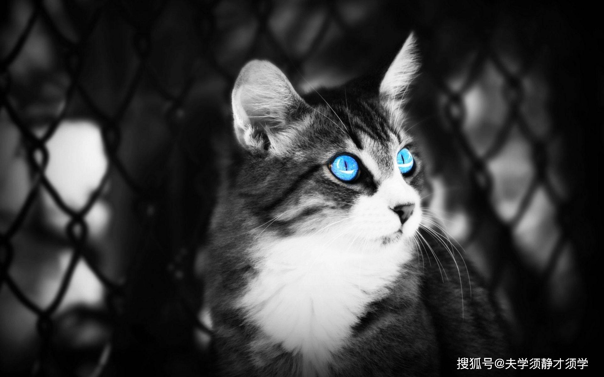 内涵段子:闺蜜说:那不是打哈欠,他是想说话插不上嘴!