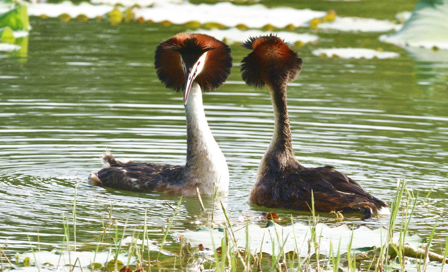 凤头鸊鷉荷塘恋情