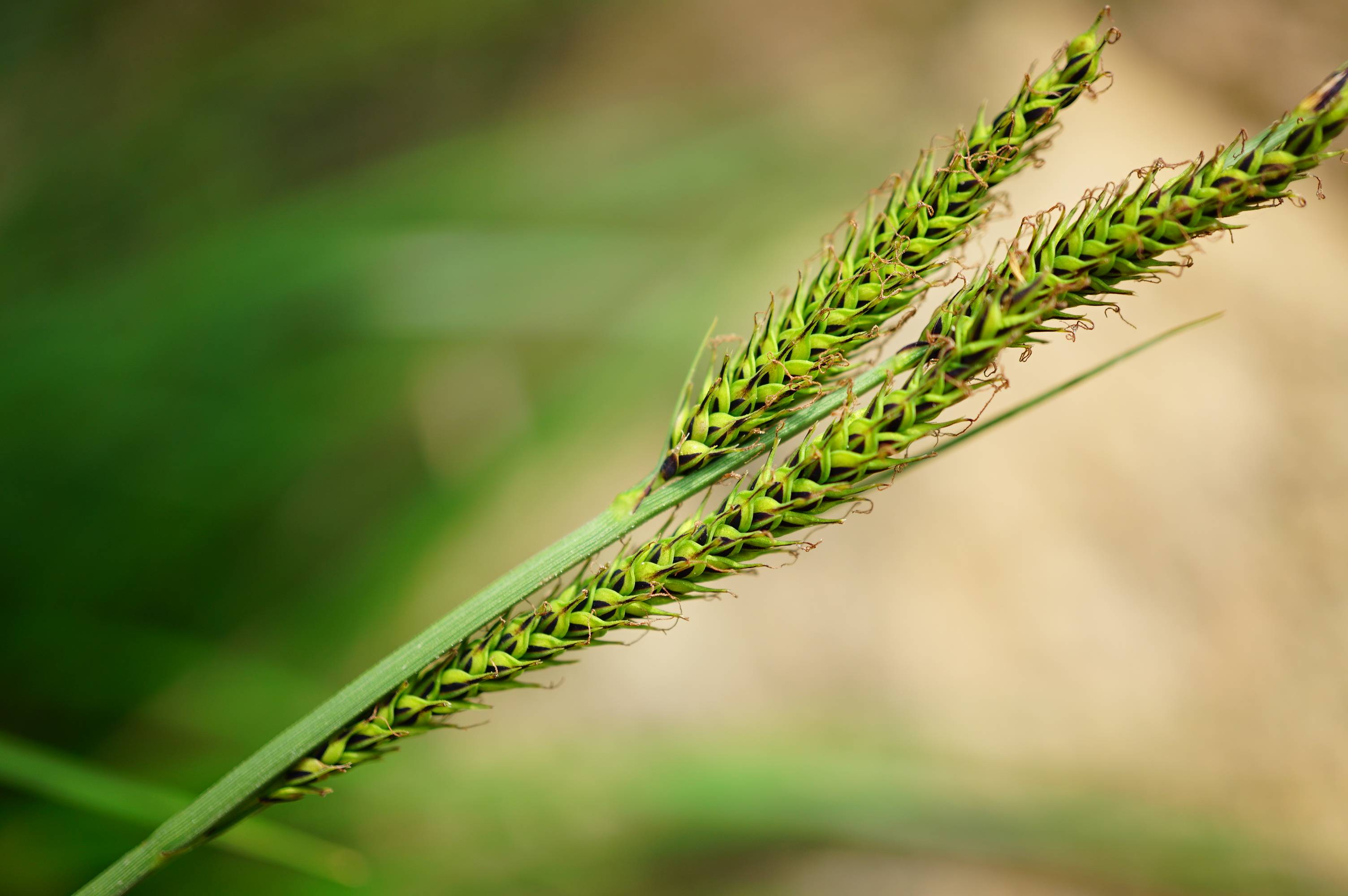 秆紧密丛生,高40-90厘米,三棱形,粗糙,基部叶鞘无叶片,黄褐色,稍有