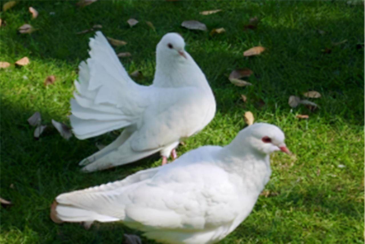 宋庆龄为啥喜欢养鸽子?她去世后上百只鸽子恋恋不舍