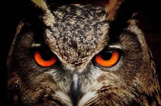 "黑吃黑"中的"案中案"