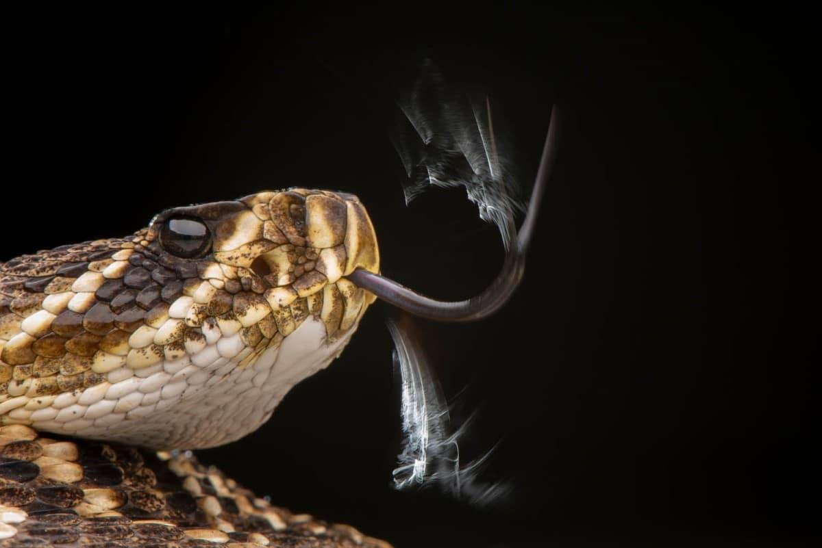 微观摄影:正在品尝空气的响尾蛇 
