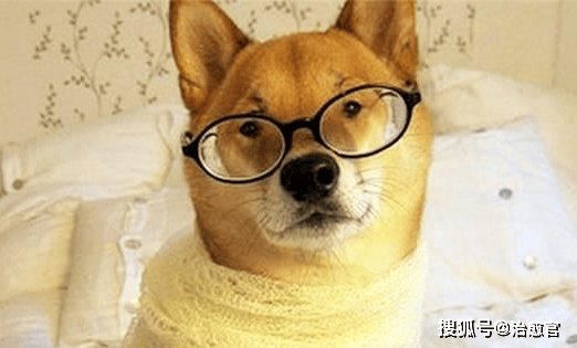 养柴犬的10个理由 99%的人看完都心动了