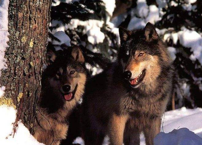 女大学生带家传"狼皮"鉴定,专家情绪失控,拒绝估价,拒绝鉴定