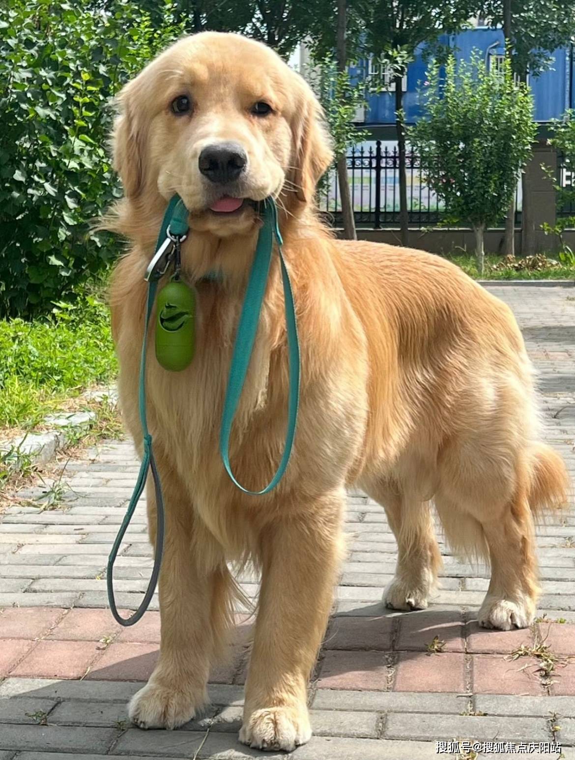 深圳买金毛犬首页网站(深圳宝安区)买金毛犬在哪里买靠谱又便宜
