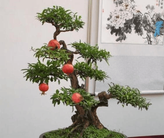 原创6月份给石榴换盆,如何才能提高成活率?这是我见过最有用的办法