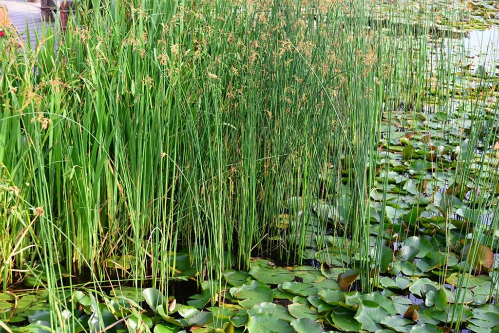 我见到的山东本土植物和园林栽培植物(238)水葱