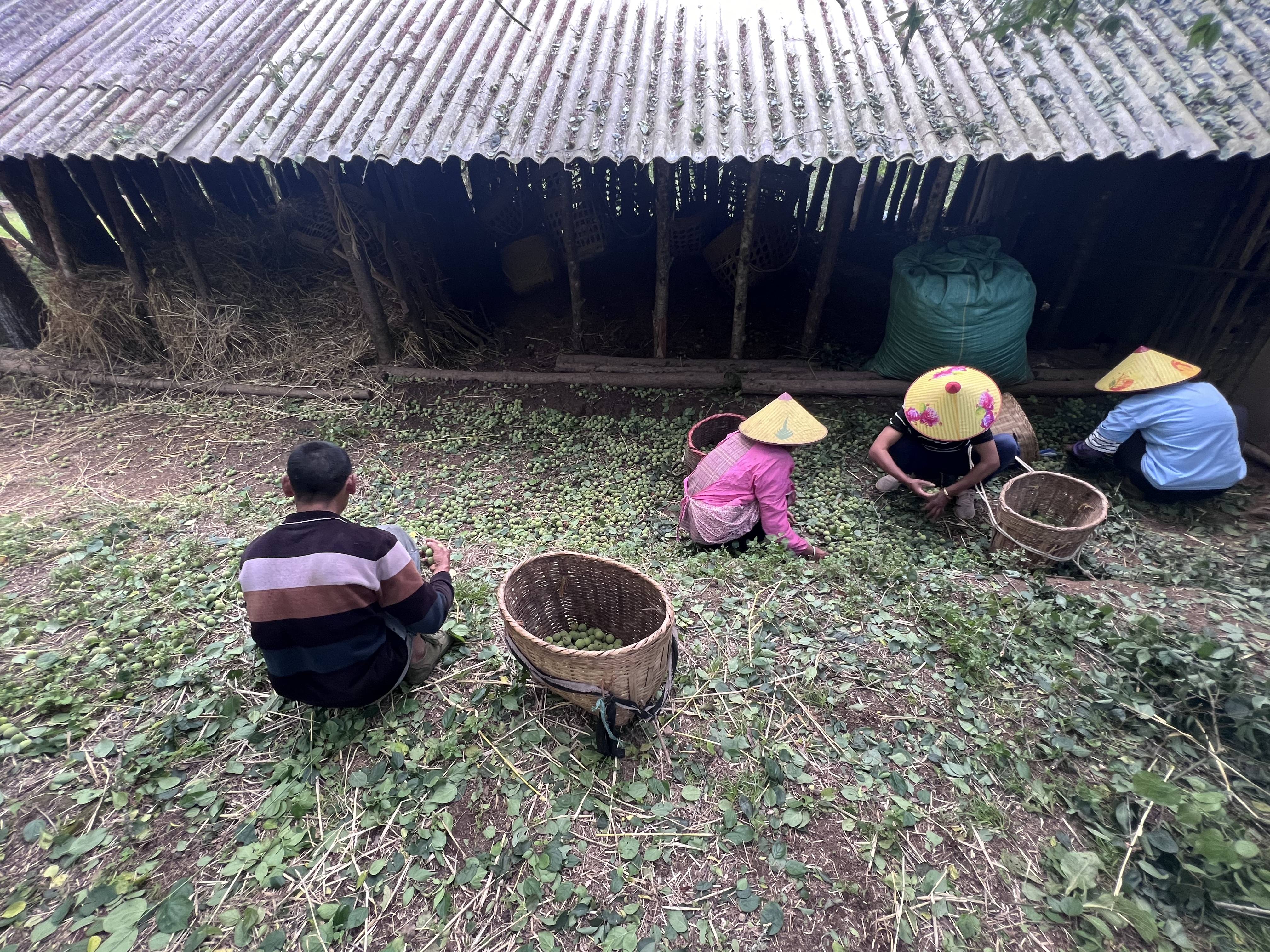 恰在芒种 西邑有事可忙