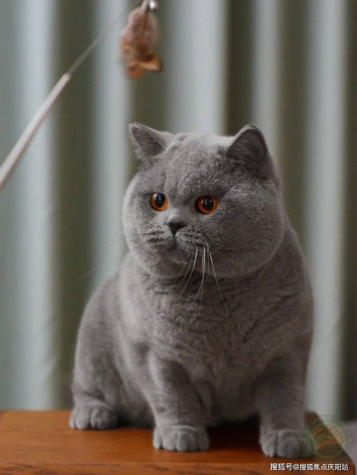 东莞买英短蓝猫首页网站(东莞东城区)买英短蓝猫哪里有实体店