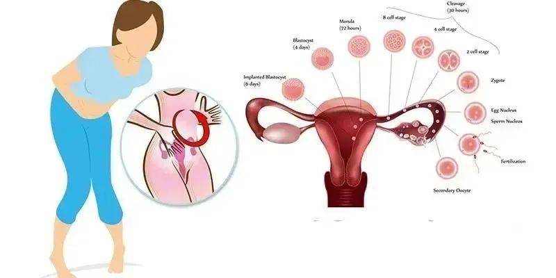 【上海红木坊众成医院】想增加怀孕几率？女性要注意_排卵_卵子_分泌中的这四种表现。