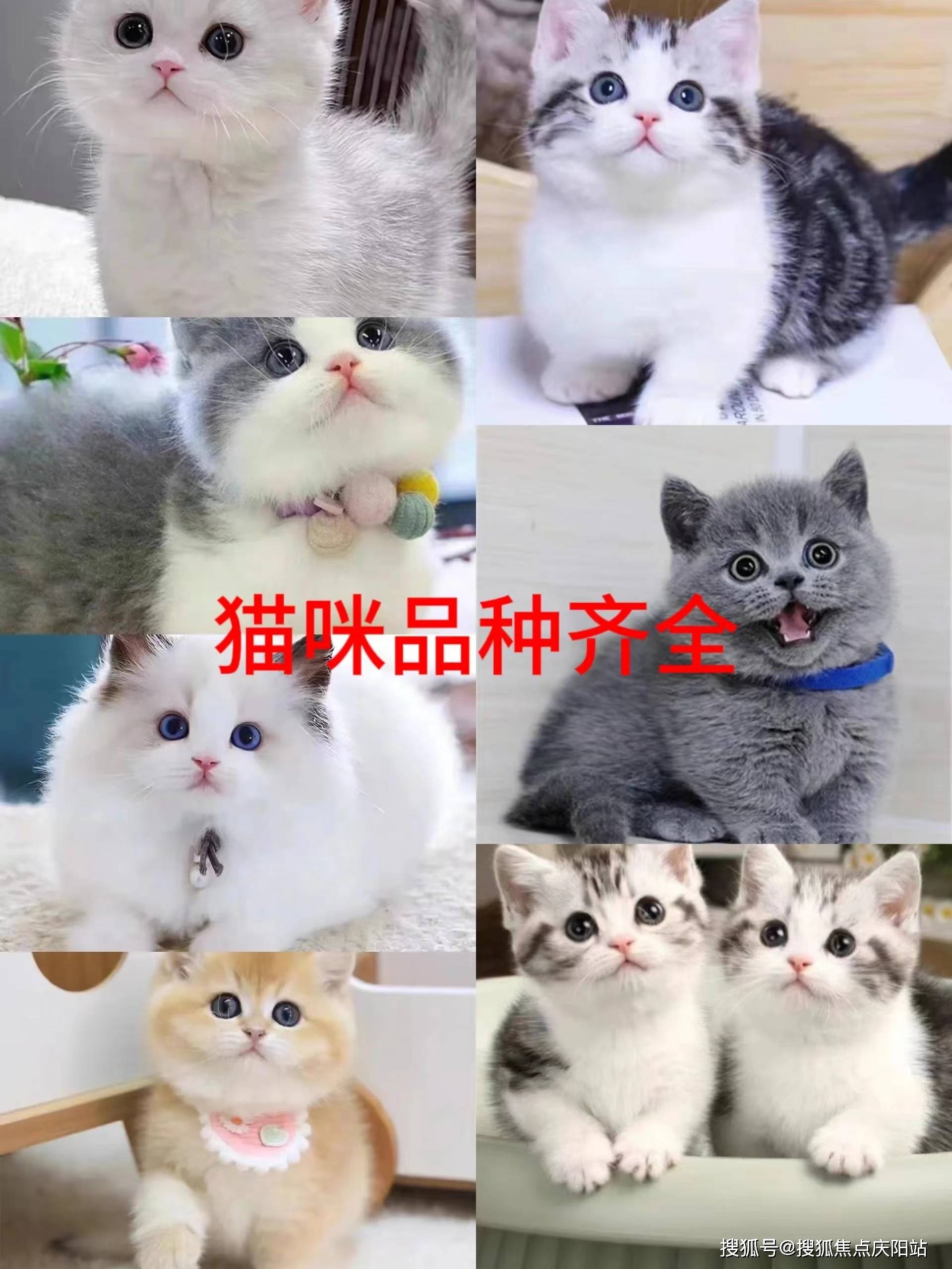 长沙买英短蓝猫首页网站(长沙岳麓区)哪里有英短蓝猫卖