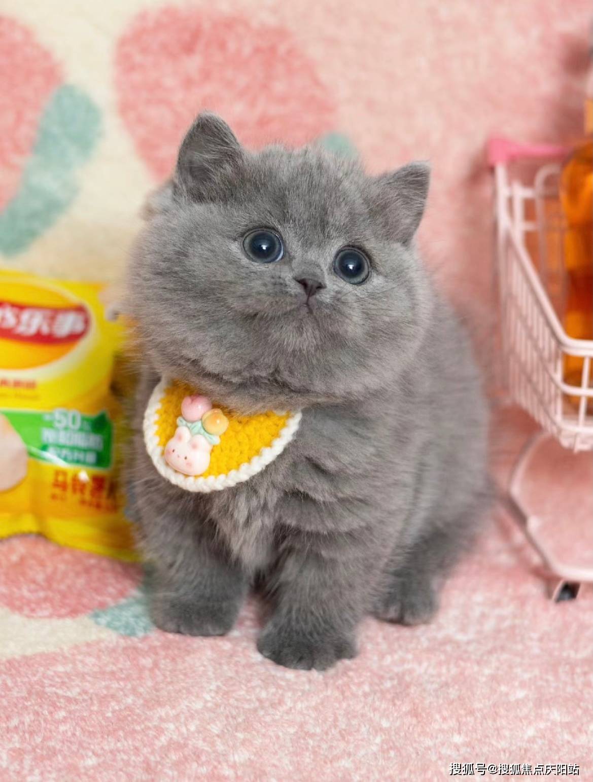 重庆买英短蓝猫首页网站(重庆九龙坡区)哪里可以买到品相好的英短蓝猫