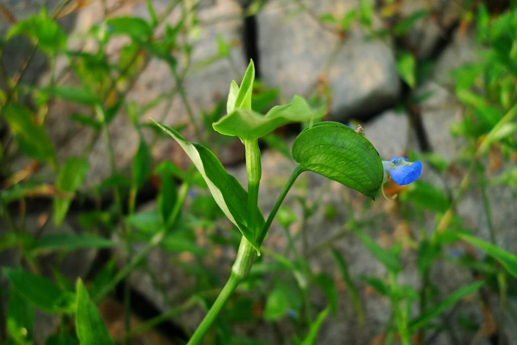 我见到的山东本土植物和园林栽培植物