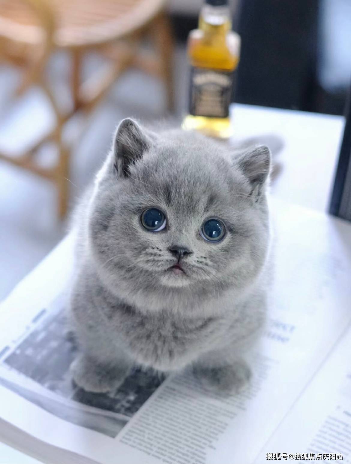杭州买英短蓝猫首页网站(杭州上城区)买英短蓝猫在哪里买靠谱又便宜