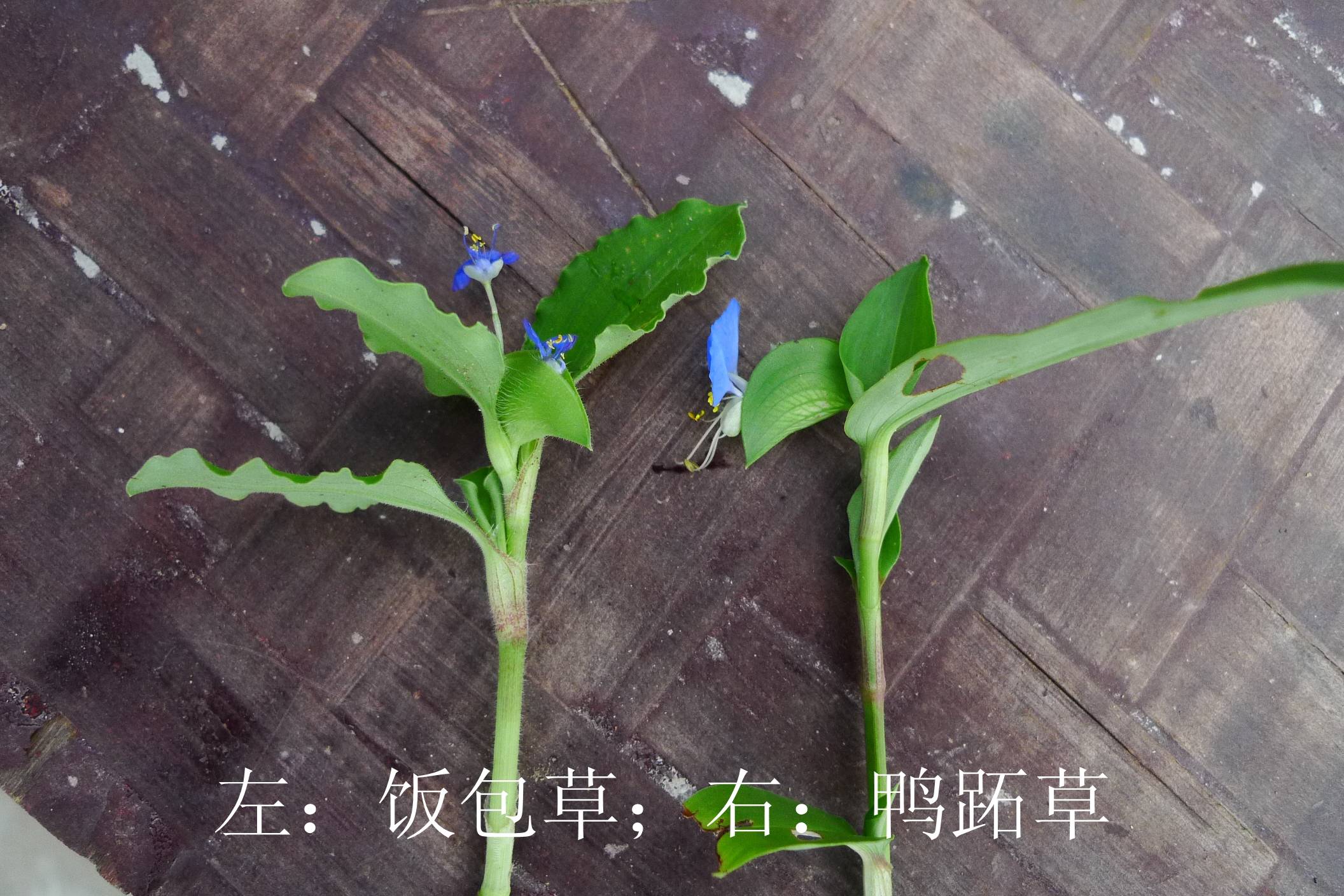 多年生披散草本;茎大部分匍匐,节生根,上部及分枝上部上升,长达70厘米