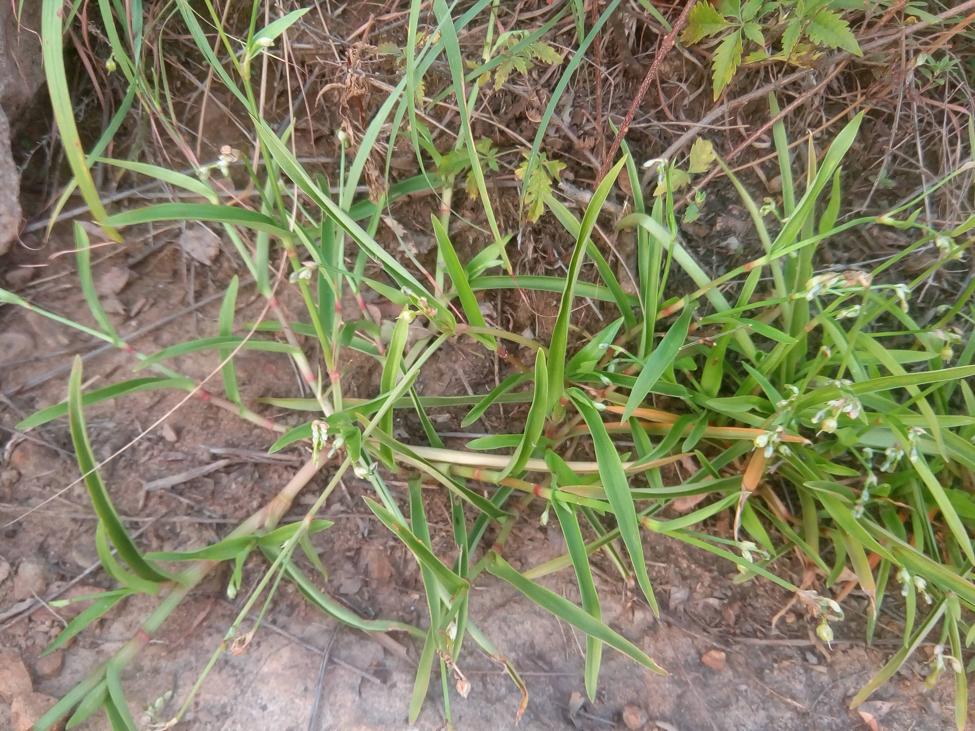 我见到的山东本土植物和园林栽培植物(267) 裸花水竹叶