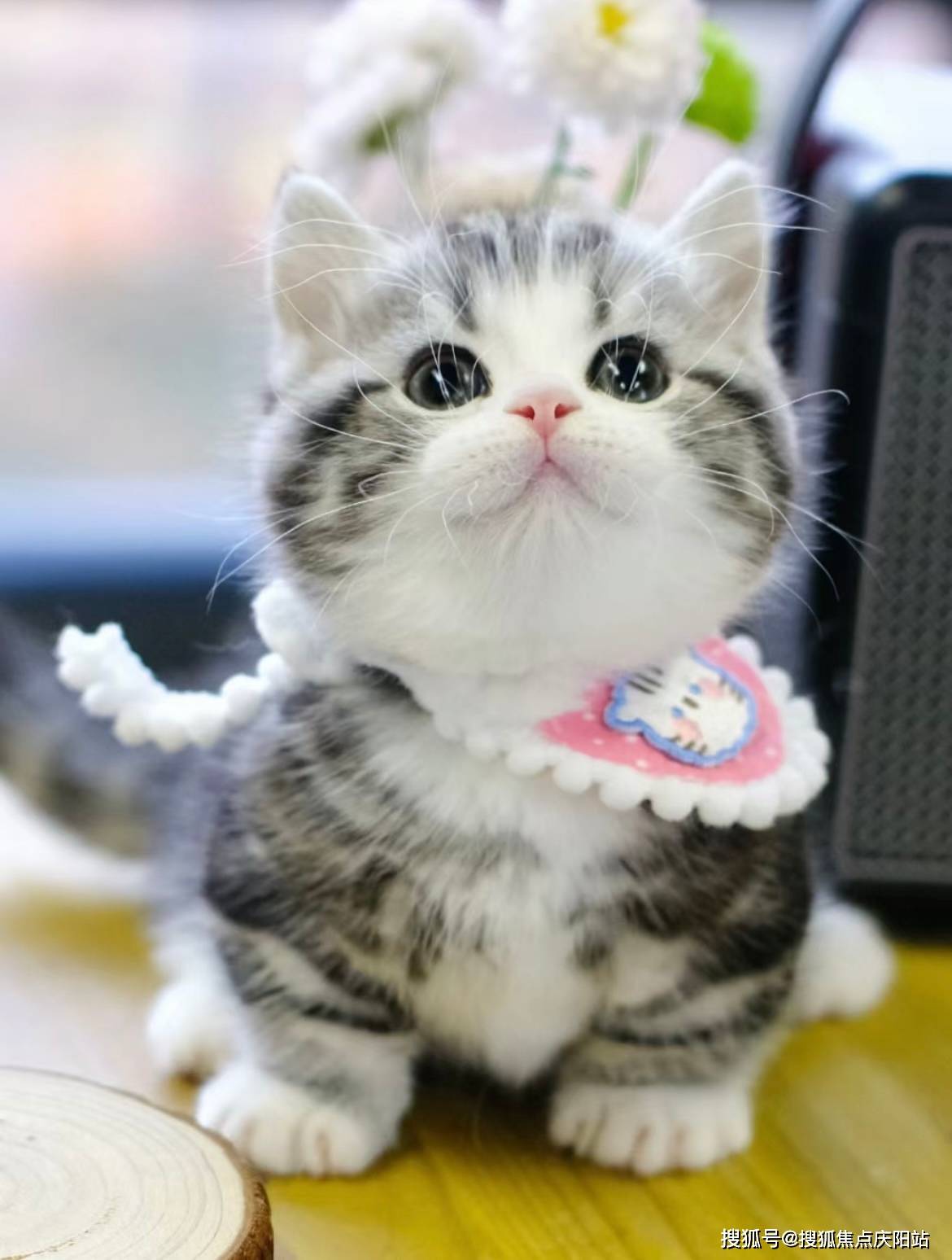 南昌买美短起司猫首页网站(南昌红谷滩区)哪里可以买到品相好的美短