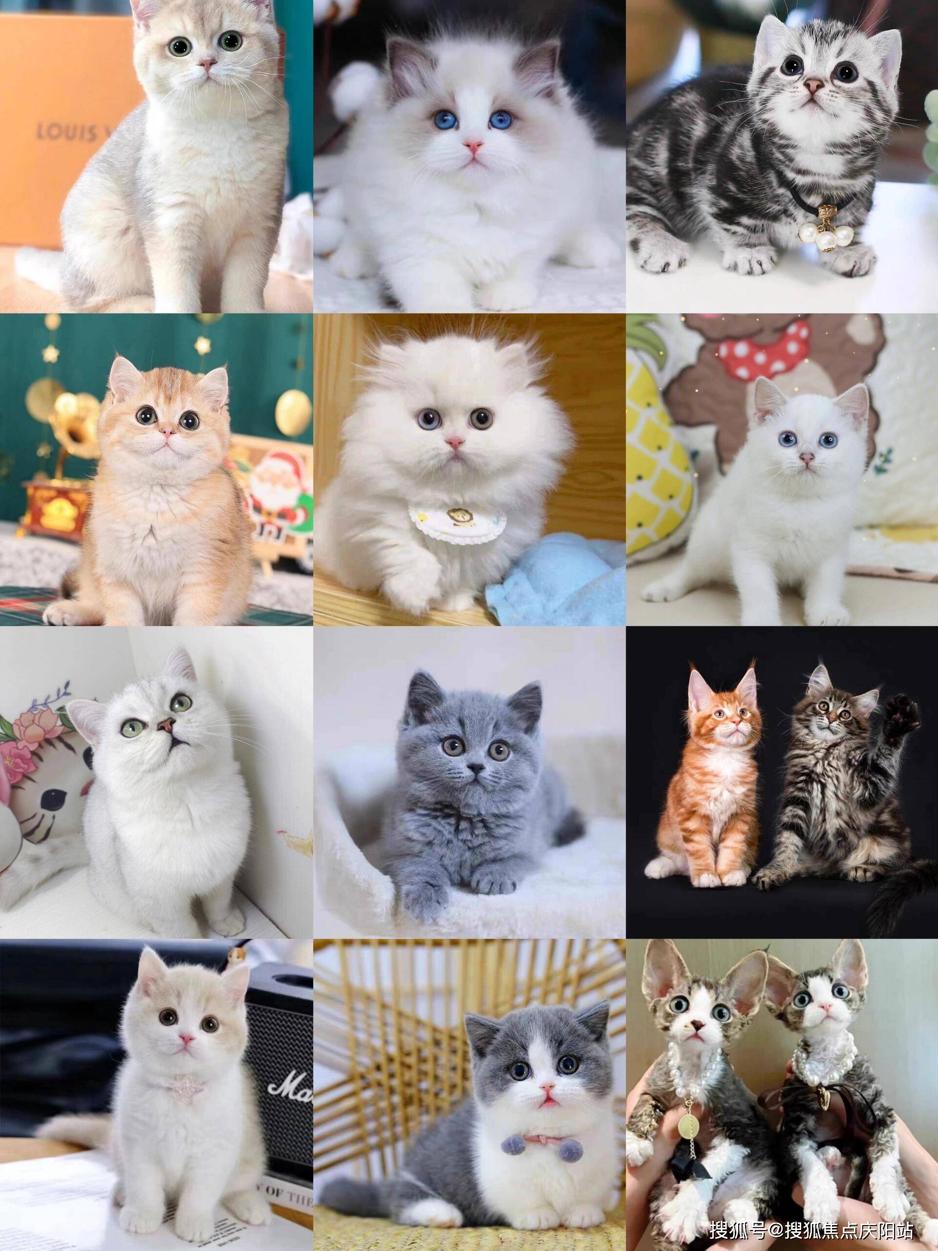 北京买美短起司猫首页网站(北京朝阳区)哪里有卖美短起司猫的宠物市场