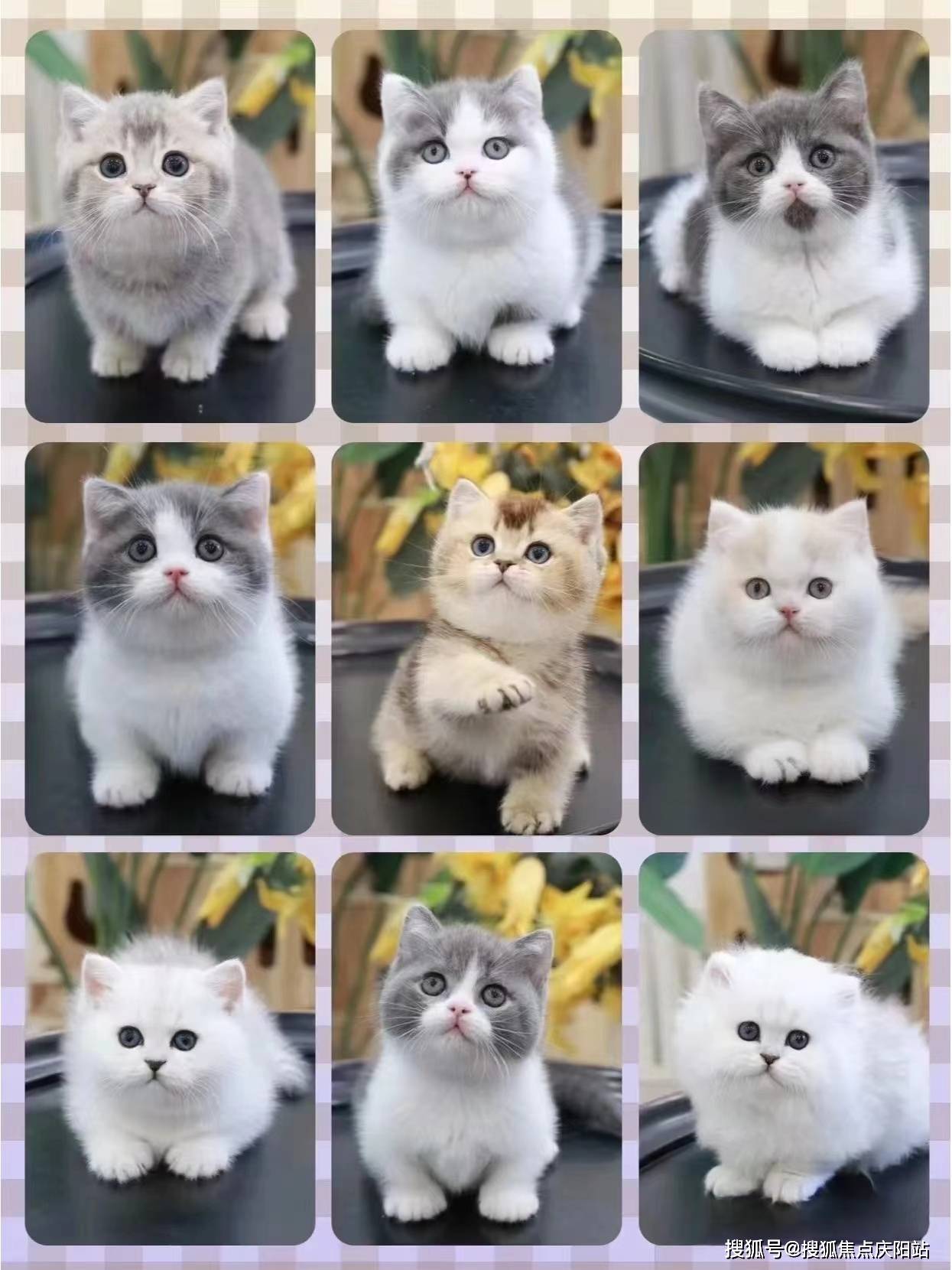 南昌买美短起司猫首页网站(南昌红谷滩区)哪里可以买到品相好的美短