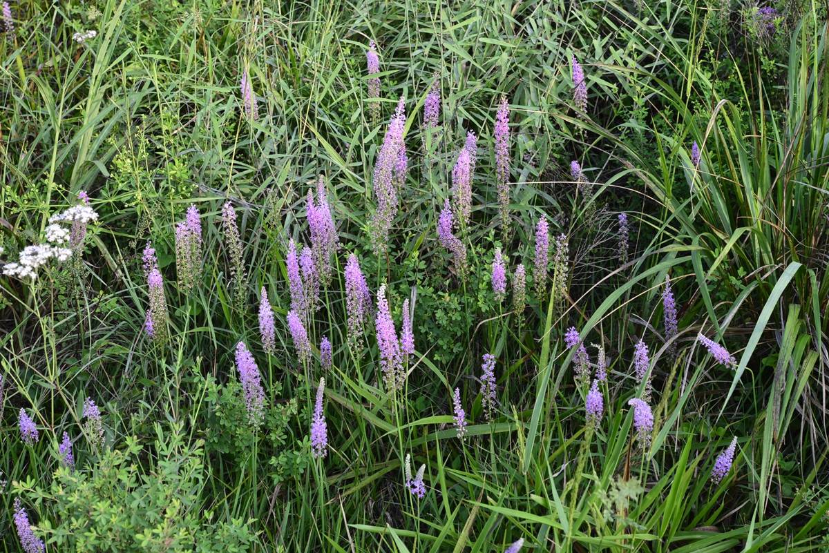 我见到的山东本土植物和园林栽培植物(278)绵枣儿