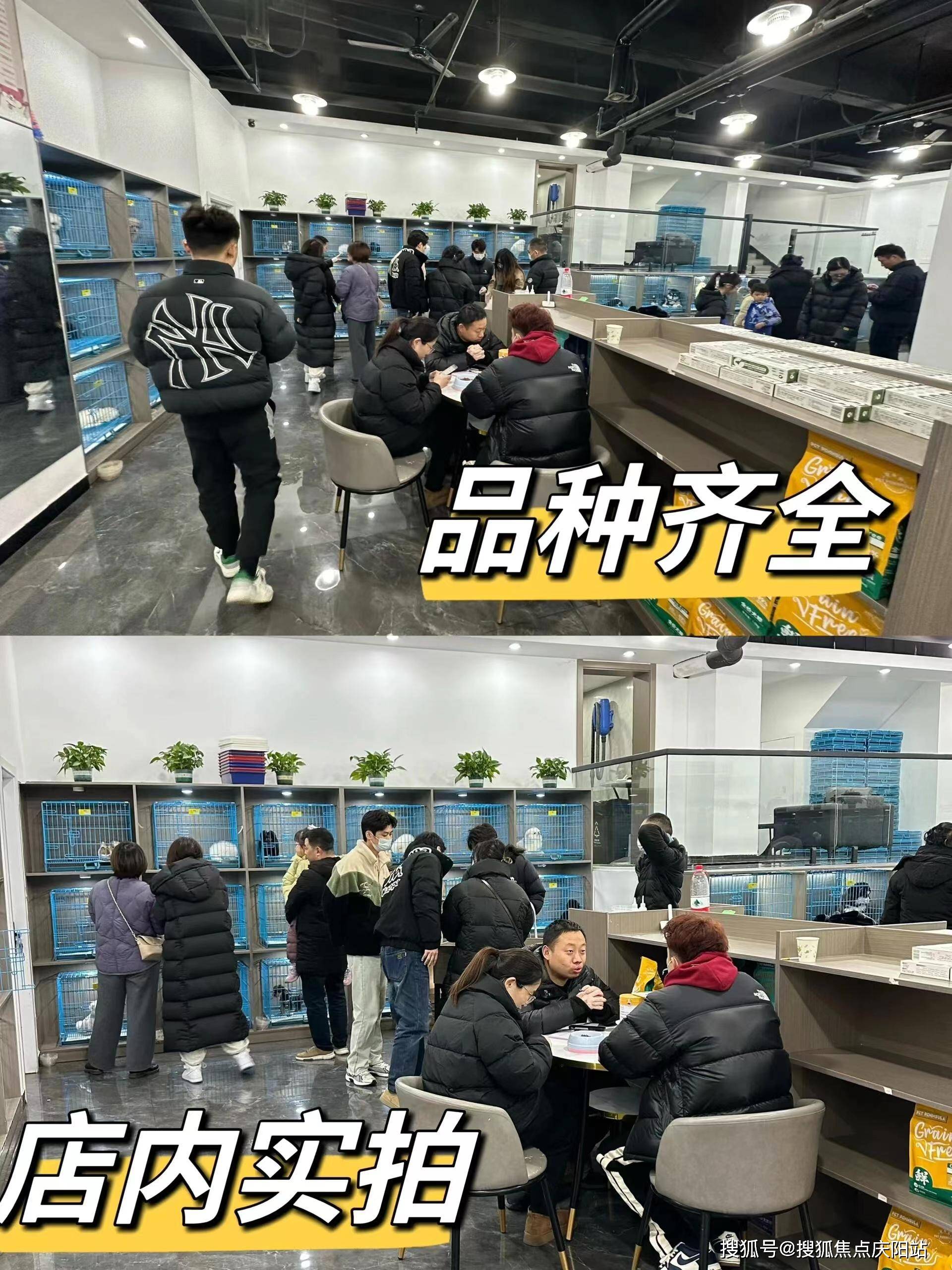 北京买金毛犬首页网站(北京顺义区)买金毛犬的宠物店哪家口碑好