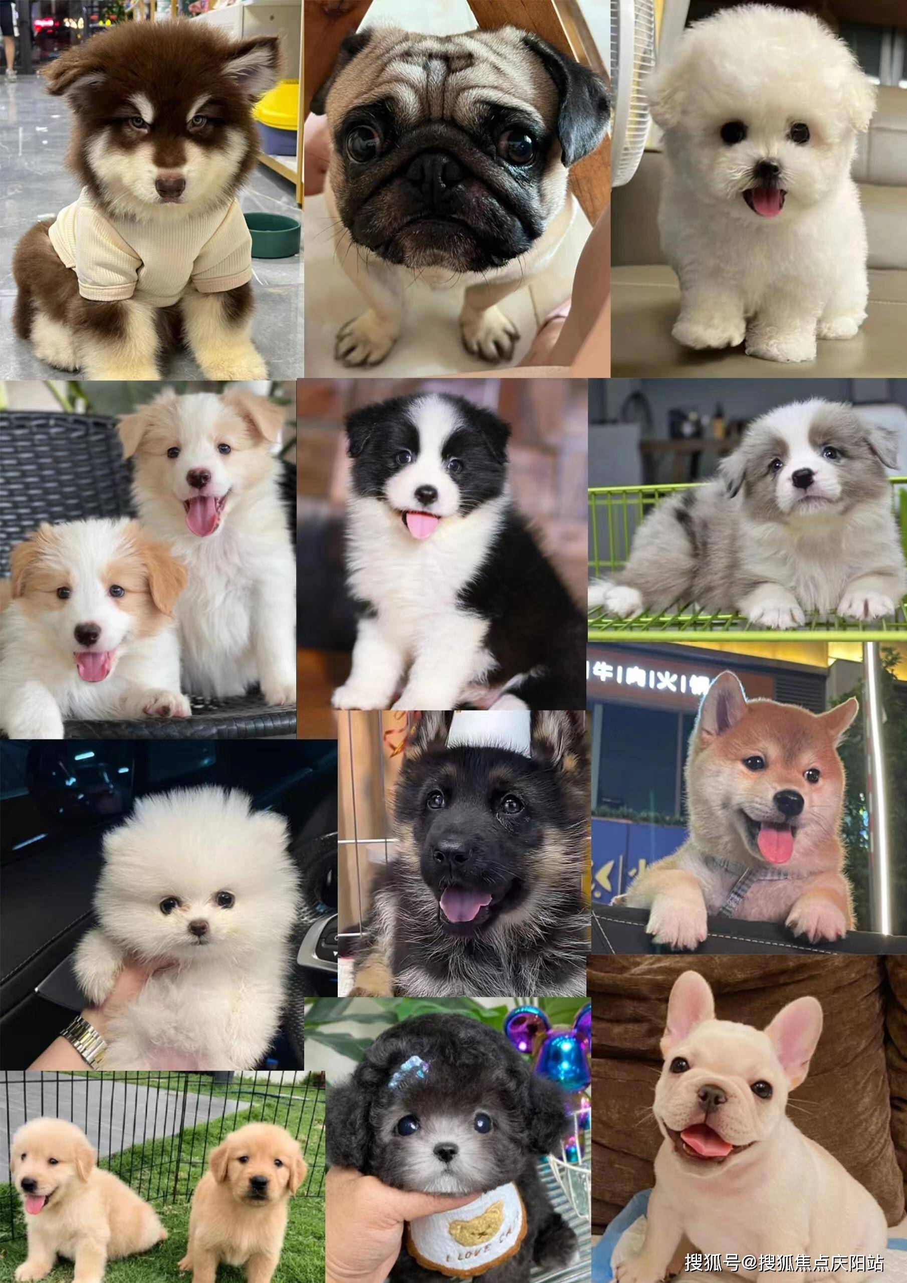十大宠物狗狗排名图片图片