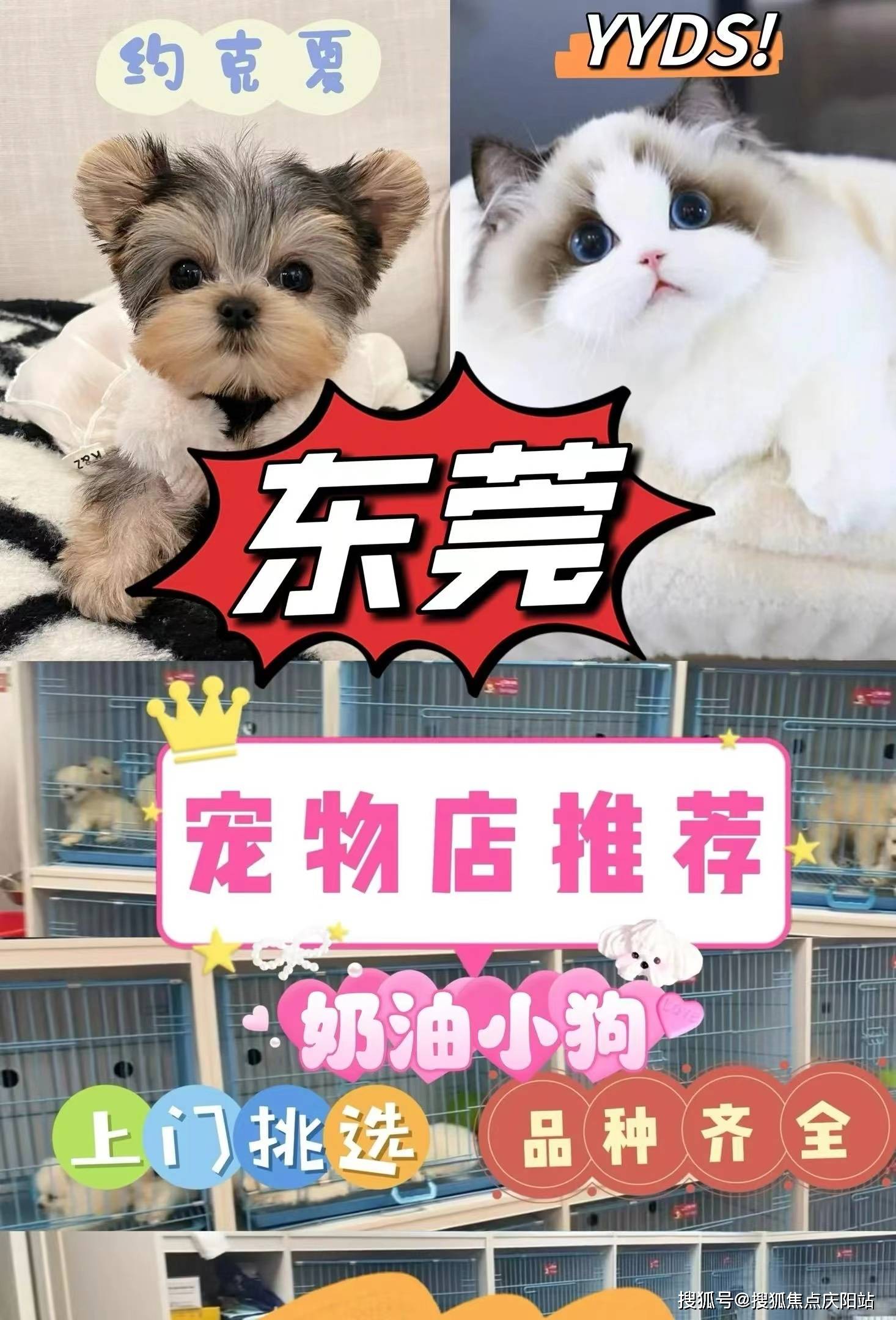 东莞莞城哪里有博美犬卖【东莞福安家宠物店】欢迎您