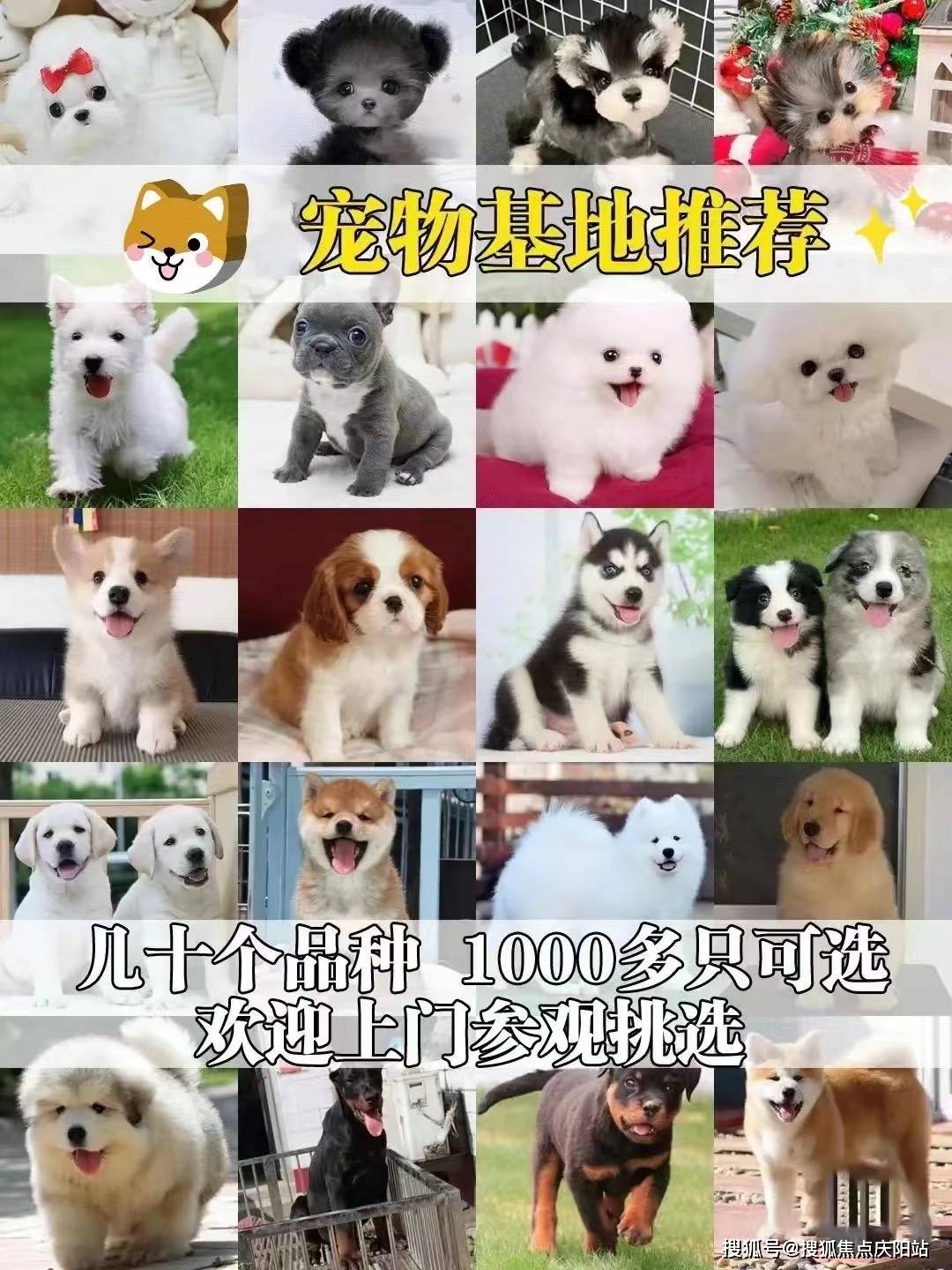 南京买博美犬首页网站(南京雨花台区)哪里有卖博美犬的地方