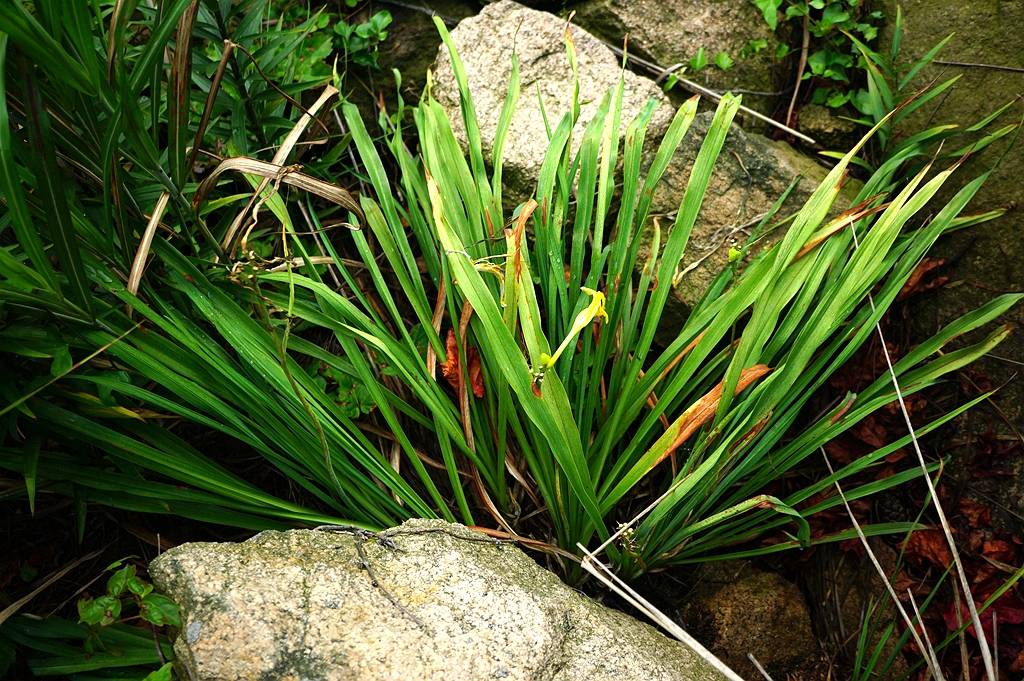 我见到的山东本土植物和园林栽培植物(284)黄花菜
