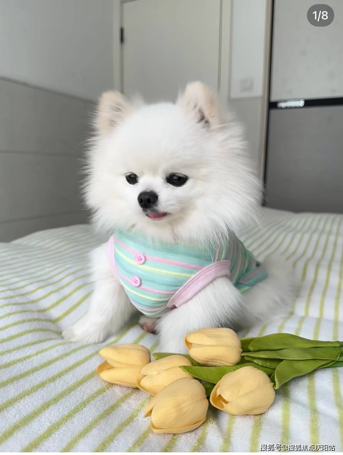 武汉买博美犬首页网站(武汉武昌区)哪里有卖博美犬的地方