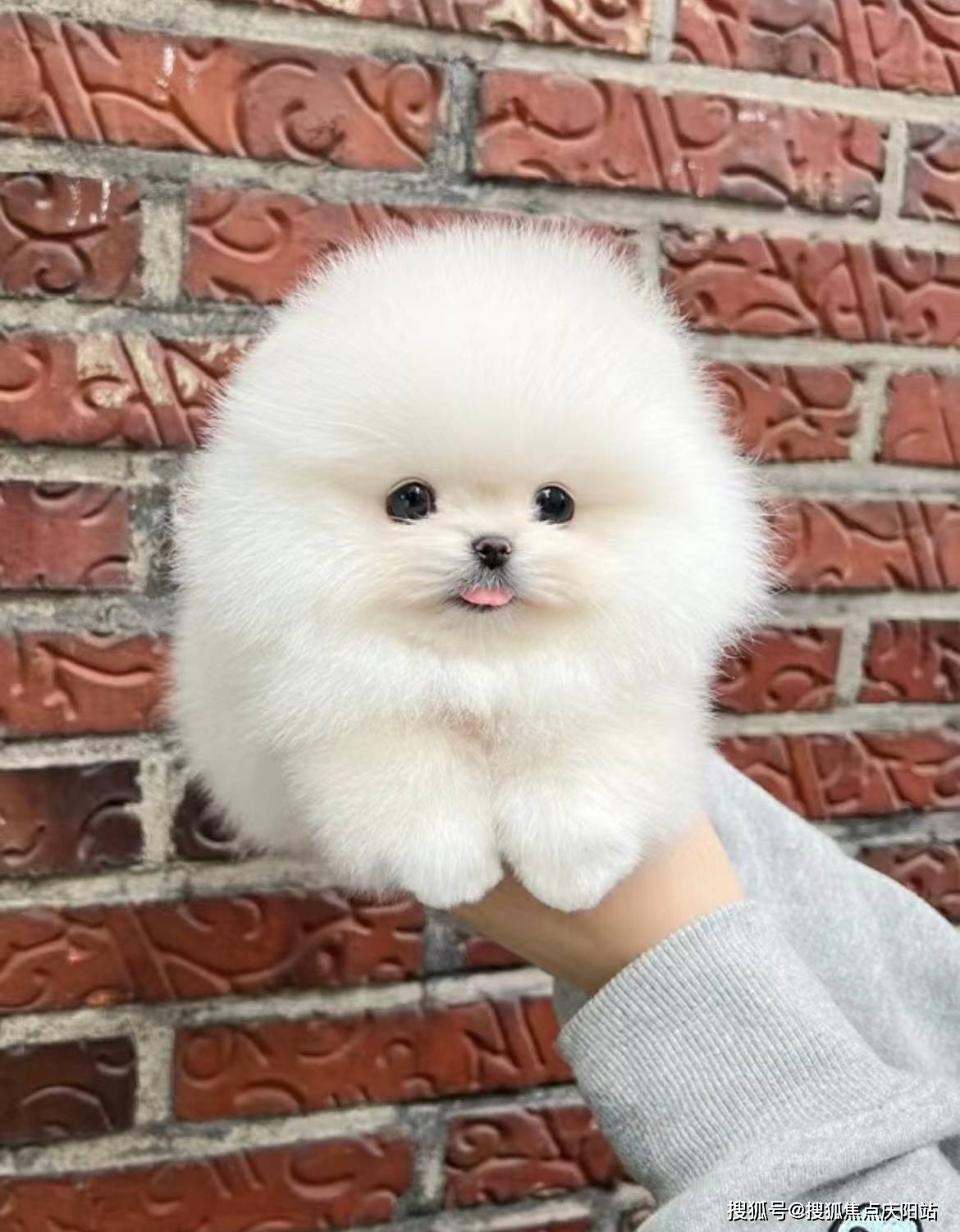 南京买博美犬首页网站(南京雨花台区)哪里有卖博美犬的宠物市场