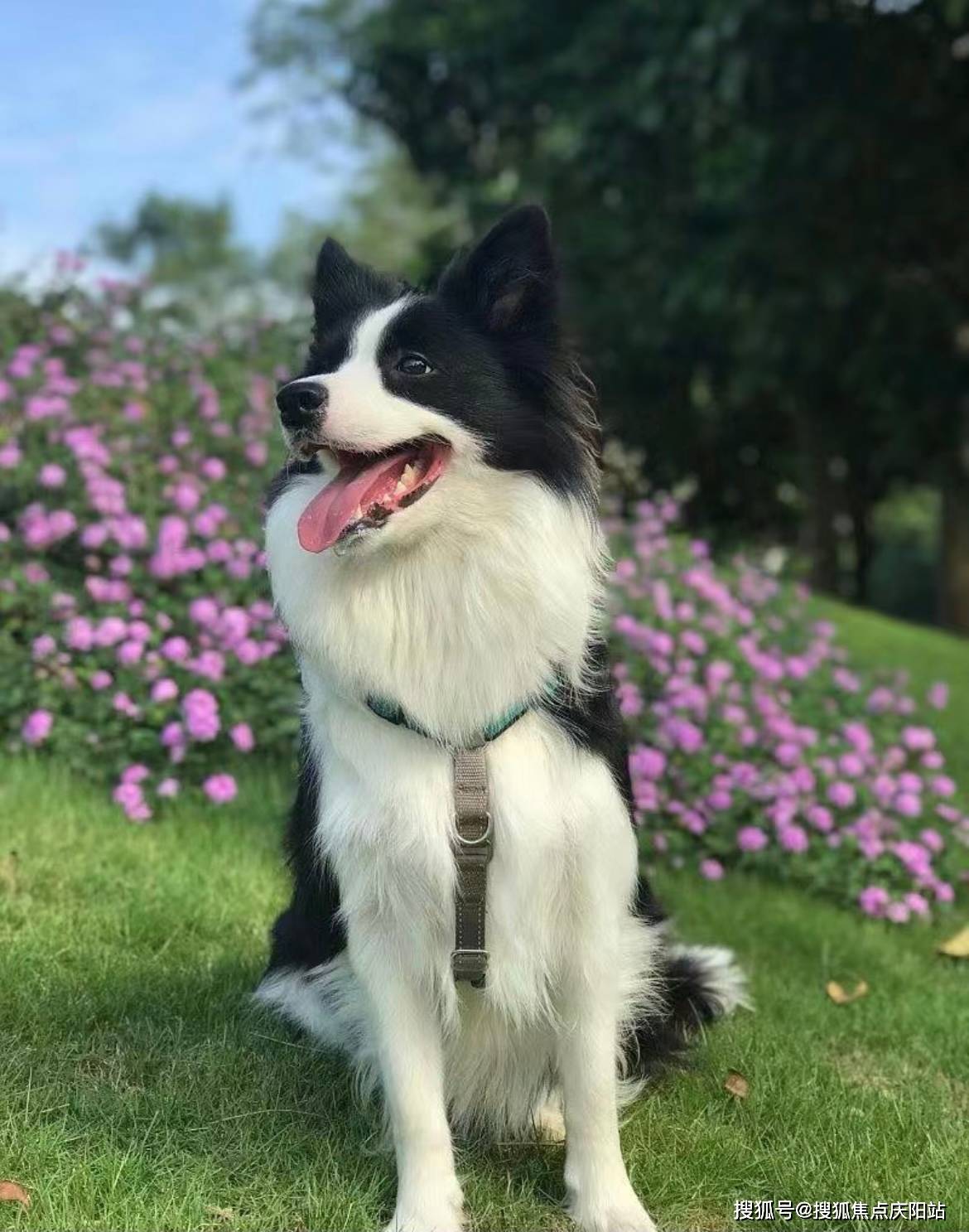 南京买边牧犬首页网站(南京雨花台区)哪家宠物店买边牧犬比较纯