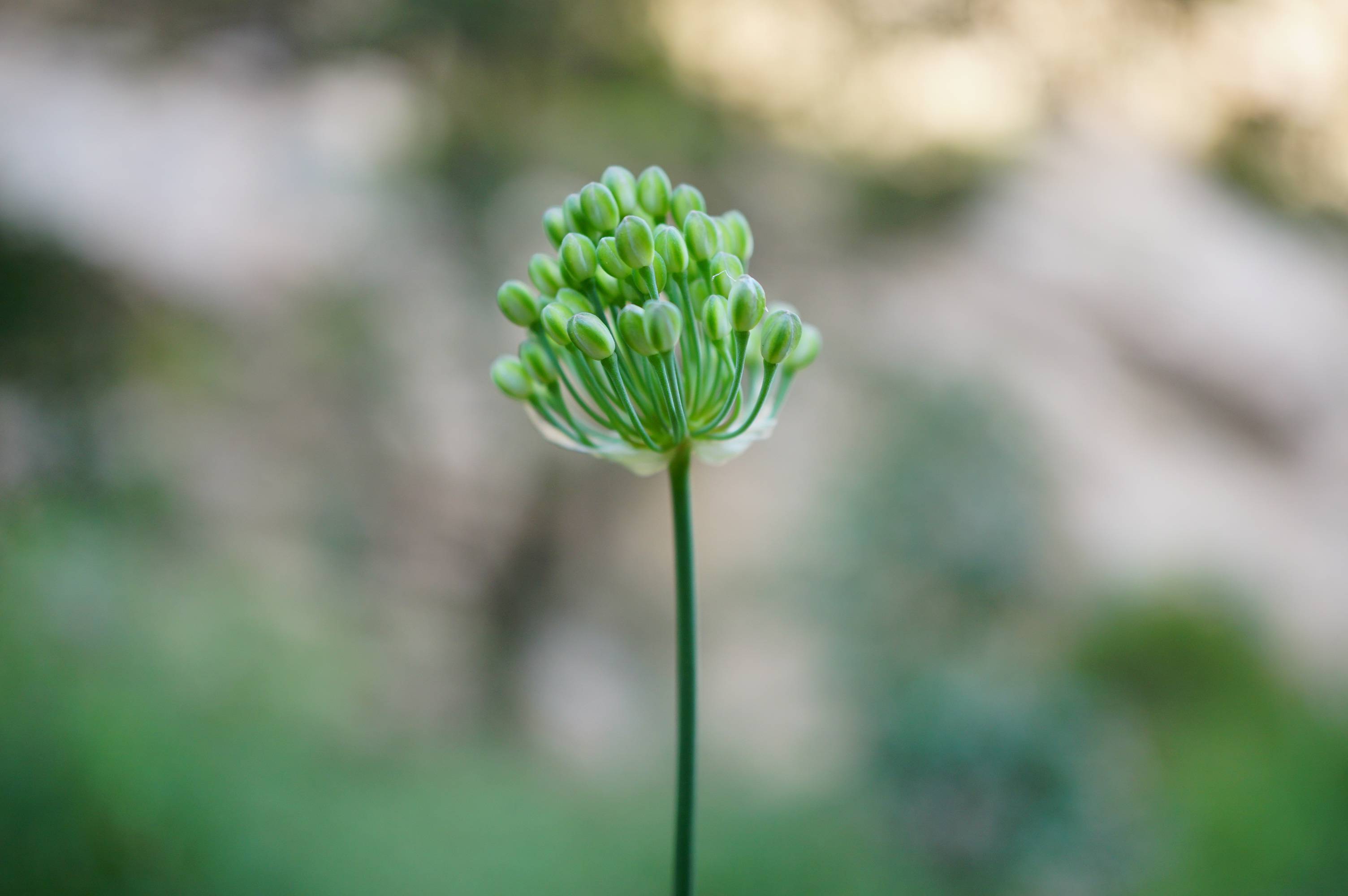 我见到的山东本土植物和园林栽培植物(292)矮齿韭