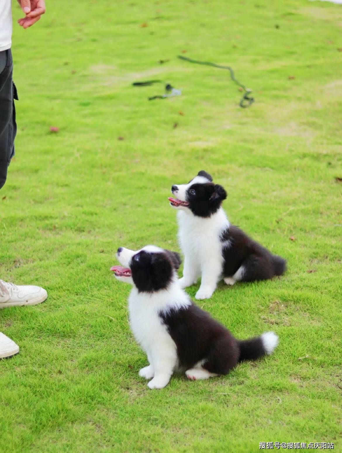 长得很像边牧的小型犬图片